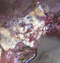 Pseudodistoma opacum