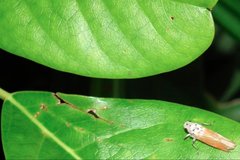 Bothrogonia ferruginea