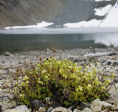 Saxifraga bronchialis funstonii