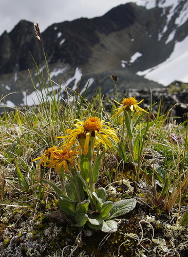 fuscate groundsel (Tephroseris lindstroemii)
