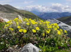 Potentilla × villosula