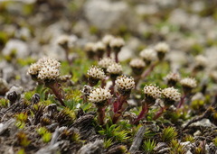Antennaria monocephala