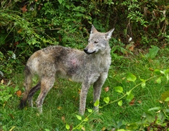 Canis latrans
