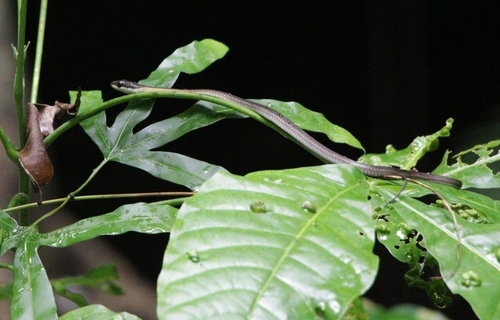 Sulu bronzeback