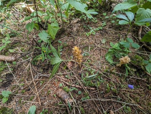 Image of Orobanche salviae by (c) Elias, some rights reserved (CC BY)
