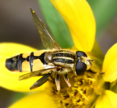 Helophilus latifrons
