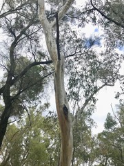 Eucalyptus chloroclada