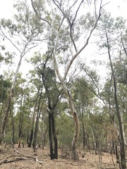 Eucalyptus chloroclada