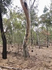 Eucalyptus chloroclada