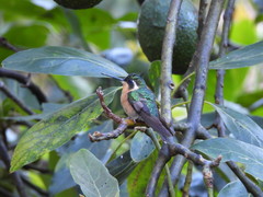 Lampornis castaneoventris