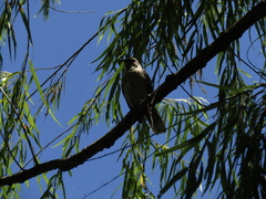 Mimus saturninus