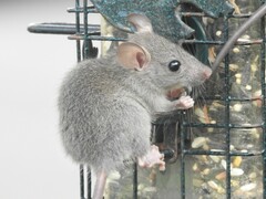 Black Rat photo 4