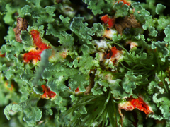 Cladonia norvegica