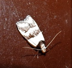 Eulechria triferella