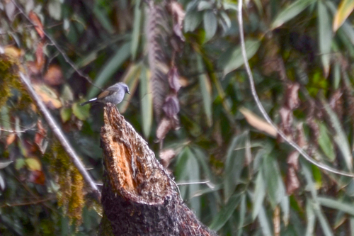 Rufous-gorgeted Flycatcher (Ficedula strophiata), photo 8