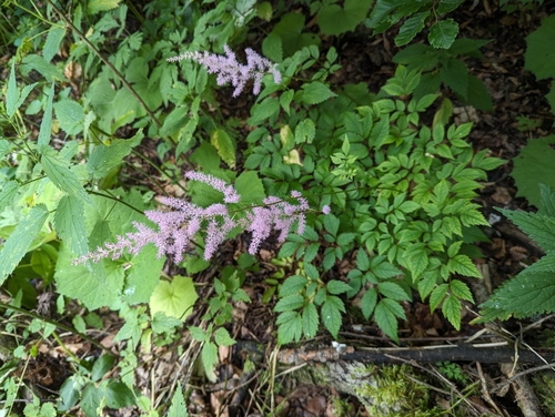 Astilbe odontophylla iNat (2)