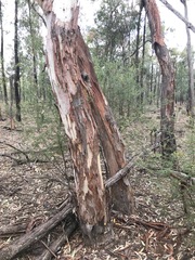 Eucalyptus chloroclada
