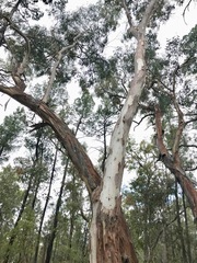 Eucalyptus chloroclada