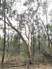Eucalyptus chloroclada