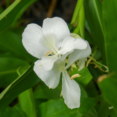 Hedychium coronarium image