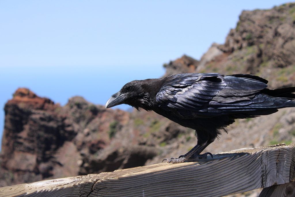 Grand Corbeau