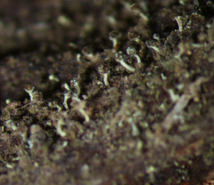 Chaenotheca brachypoda image