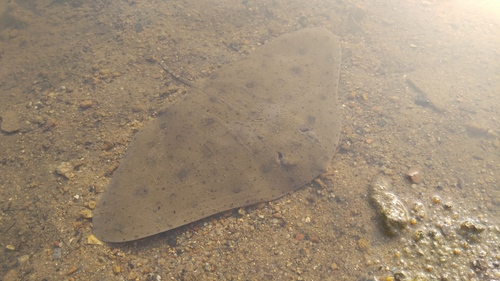 Japanese butterfly ray (Gymnura japonica) — Gymnuridae