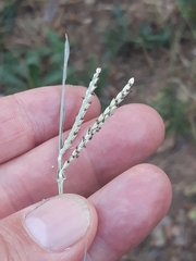 Paspalum vaginatum image