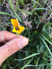 Viola pedunculata pedunculata