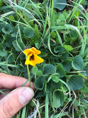 Viola pedunculata pedunculata