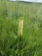 Eucomis comosa