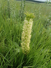 Eucomis comosa