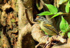 Pogoniulus chrysoconus