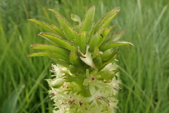 Eucomis comosa