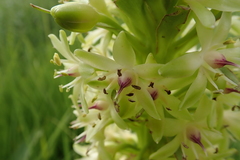 Eucomis comosa