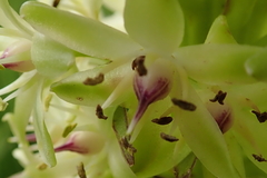 Eucomis comosa
