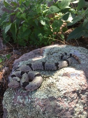Crotalus lepidus klauberi