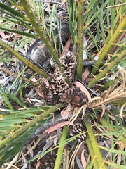 Macrozamia polymorpha