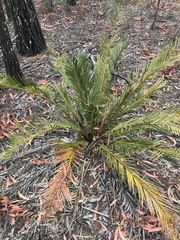 Macrozamia polymorpha
