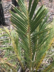 Macrozamia polymorpha
