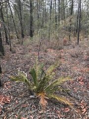 Macrozamia polymorpha