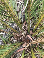 Macrozamia polymorpha