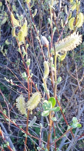 iNaturalist observation photo of Willows