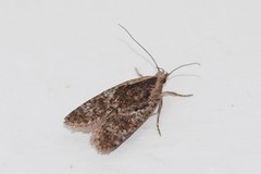 Agonopterix hypericella