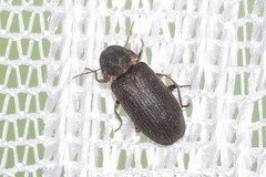 Hadrobregmus pertinax