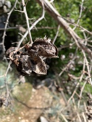 Hesperoyucca whipplei