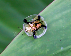 Aspidimorpha malaccana