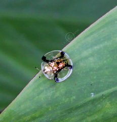 Aspidimorpha malaccana