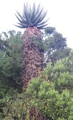 Aloe marlothii marlothii