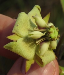 Pachycarpus asperifolius